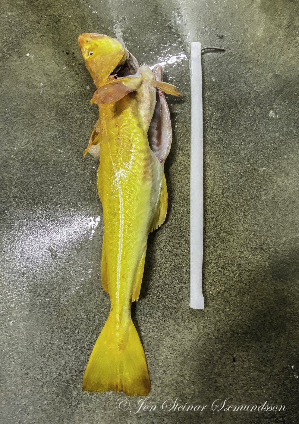 „Gulbínói“ á línuna hjá Páli Jónssyni GK