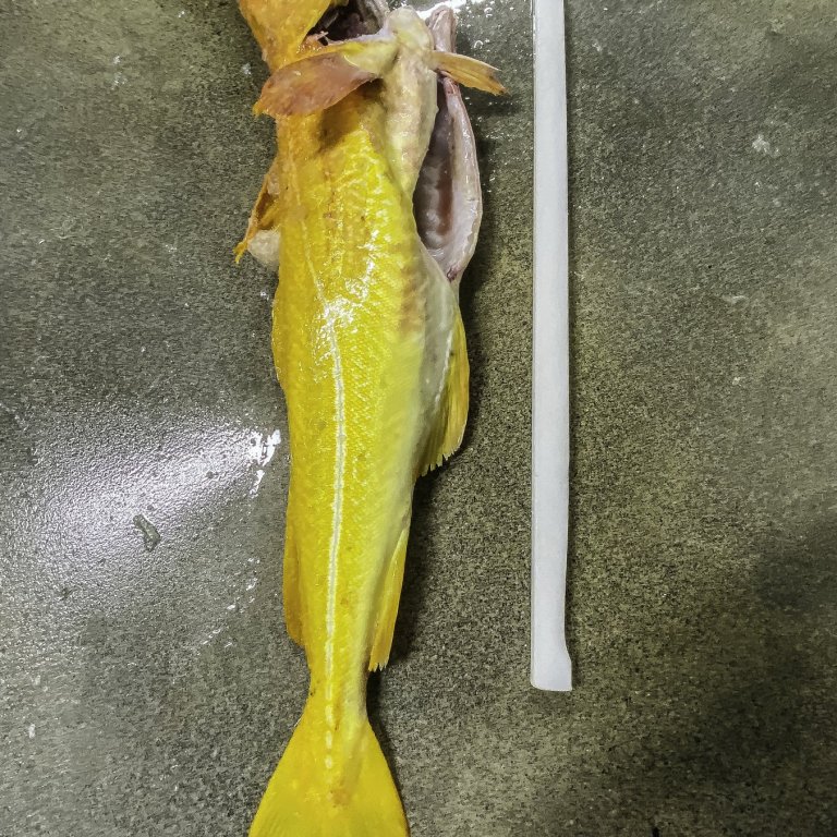 „Gulbínói“ á línuna hjá Páli Jónssyni GK